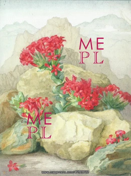 : Red Crassula growing amongst rocks : Red Crassula growing amongst rocks