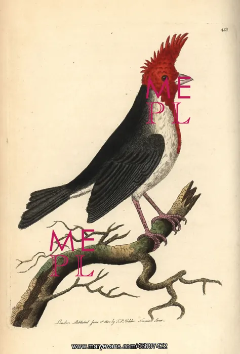 : Red-crested cardinal, Paroaria coronata : Red-crested cardinal, Paroaria coronata