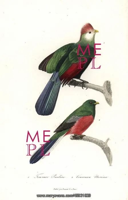 : Red-crested turaco and Narina trogon : Red-crested turaco and Narina trogon