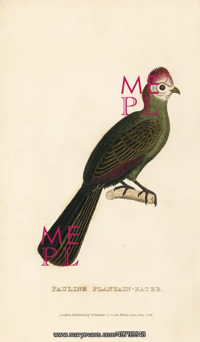 : Red-crested turaco, Tauraco erythrolophus : Red-crested turaco, Tauraco erythrolophus