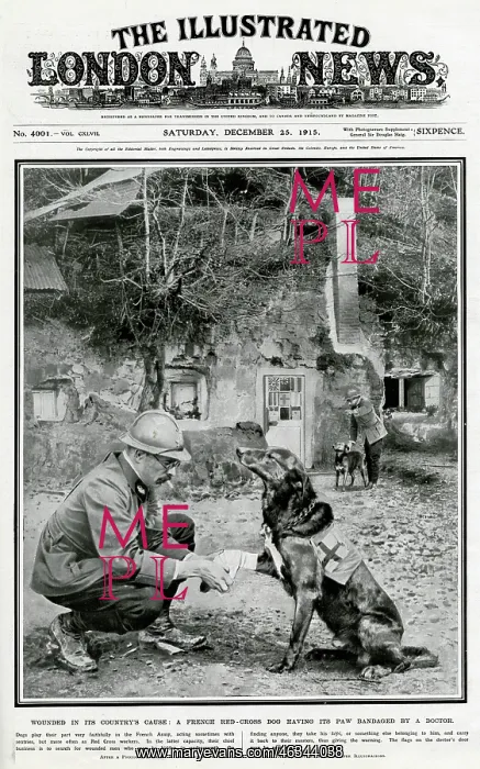 : Red-cross dog 1915 : Red-cross dog 1915