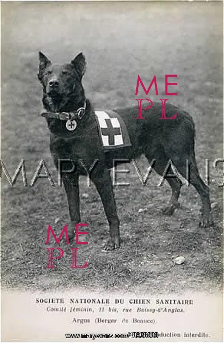  : RED CROSS DOG ARGUS