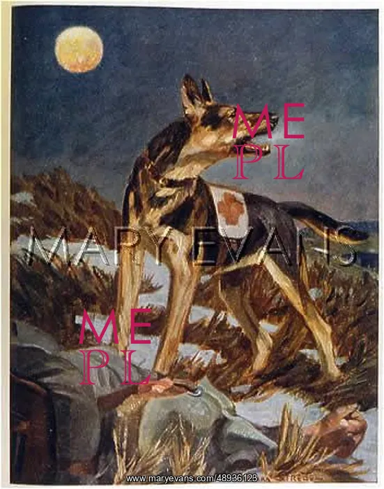 : RED CROSS DOG JUGEND : RED CROSS DOG JUGEND