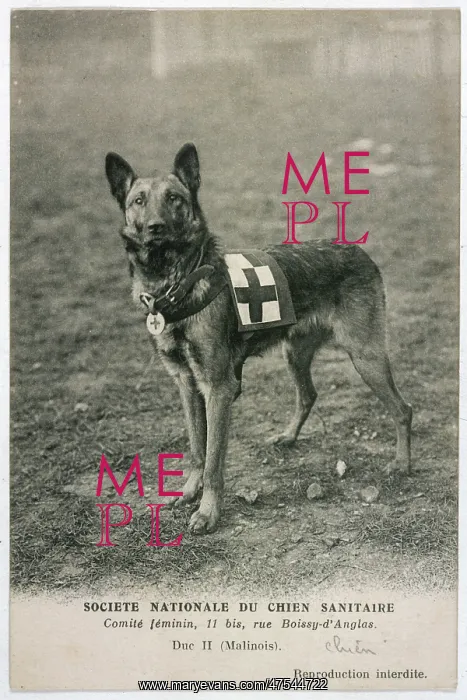 : Red Cross Dog Waiting : Red Cross Dog Waiting