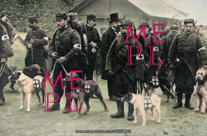 : RED CROSS DOGS 1915 : RED CROSS DOGS 1915