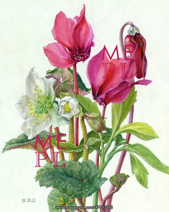  : Red Cyclamen and Christmas Roses