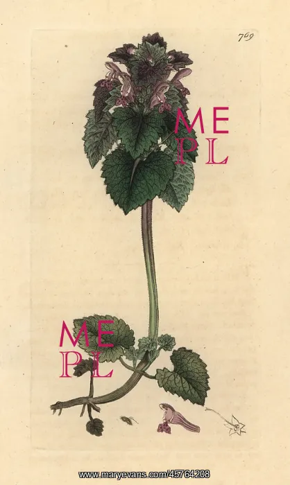 : Red dead-nettle, Lamium purpureum : Red dead-nettle, Lamium purpureum