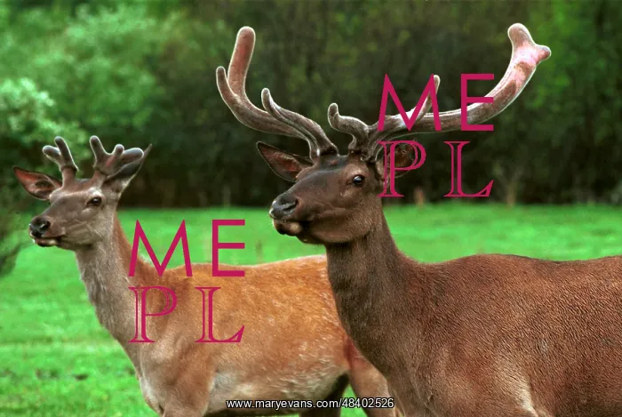: Red deer, 1998 : Red deer, 1998