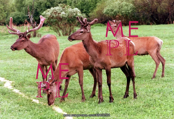 : Red deer, 1998 : Red deer, 1998