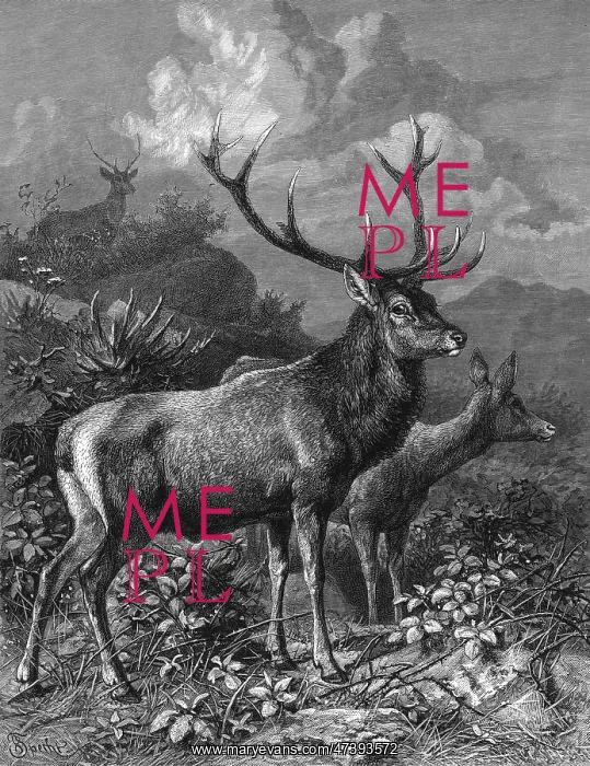  : RED DEER - 2