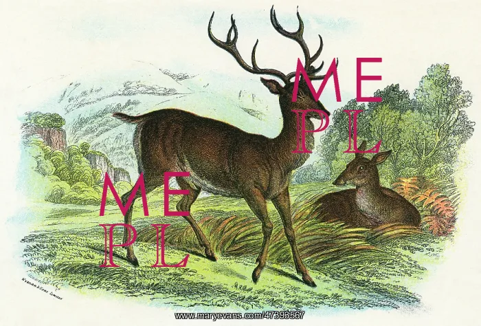  : RED DEER. (cervus elaphus)