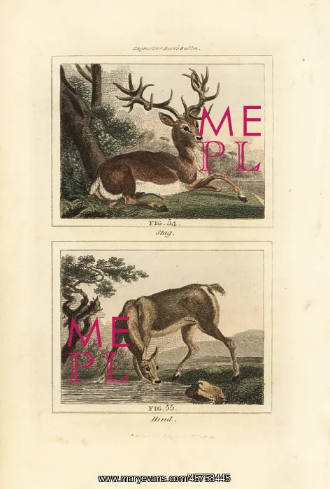  : Red deer, Cervus elaphus