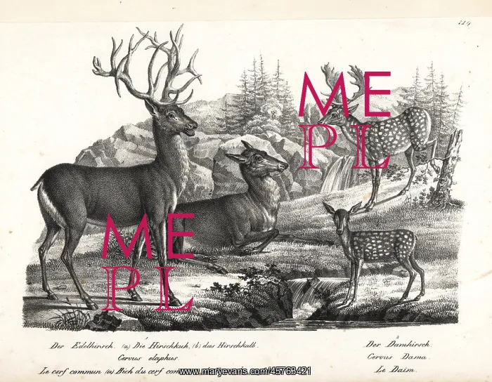 : Red deer, Cervus elaphus, and fallow deer, Dama dama : Red deer, Cervus elaphus, and fallow deer, Dama dama