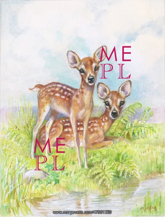  : Two red deer fawns beside a stream