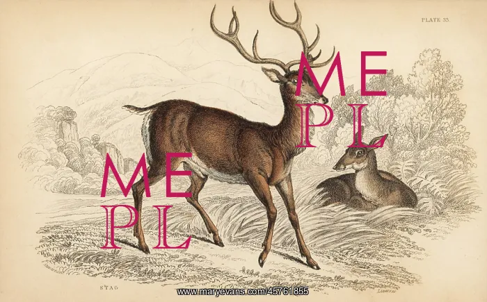 : Red deer stag, Cervus elaphus : Red deer stag, Cervus elaphus