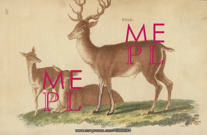: Red deer or stag, Cervus elaphus : Red deer or stag, Cervus elaphus