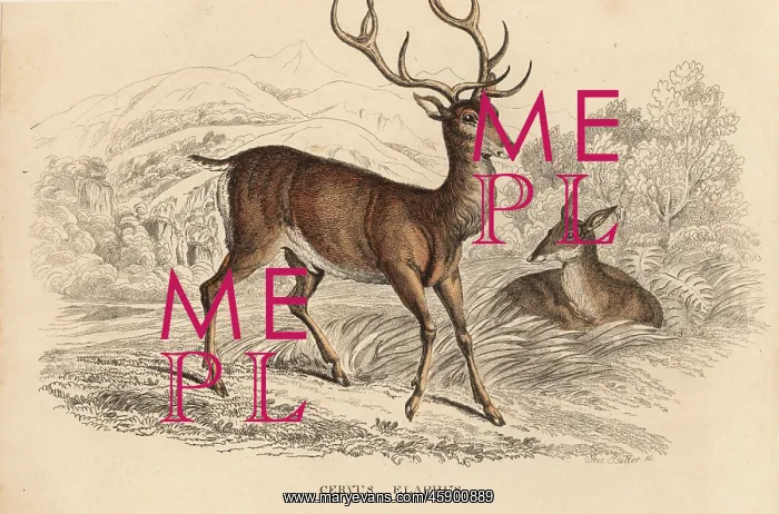 : Red deer stag, Cervus elaphus : Red deer stag, Cervus elaphus
