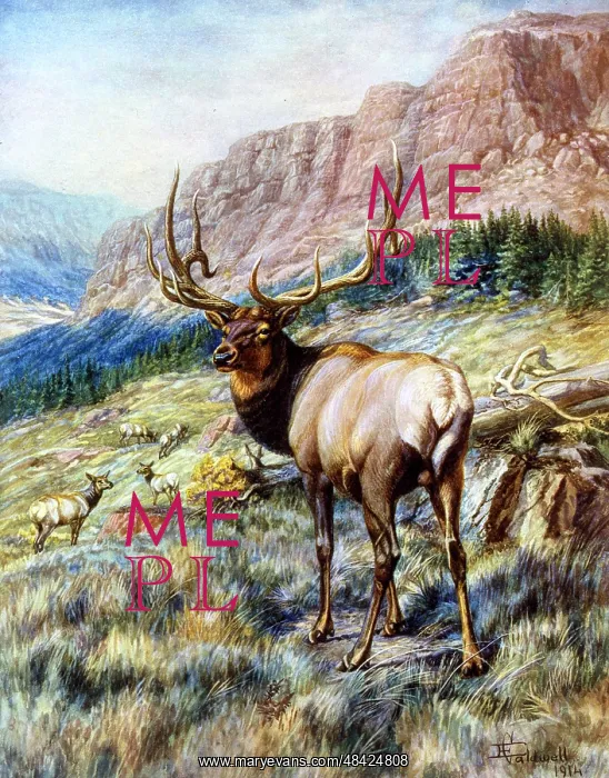  : Red Deer Stag by E Caldwell