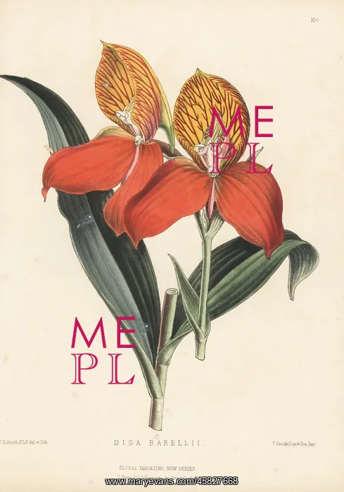 : Red disa orchid, Disa uniflora : Red disa orchid, Disa uniflora