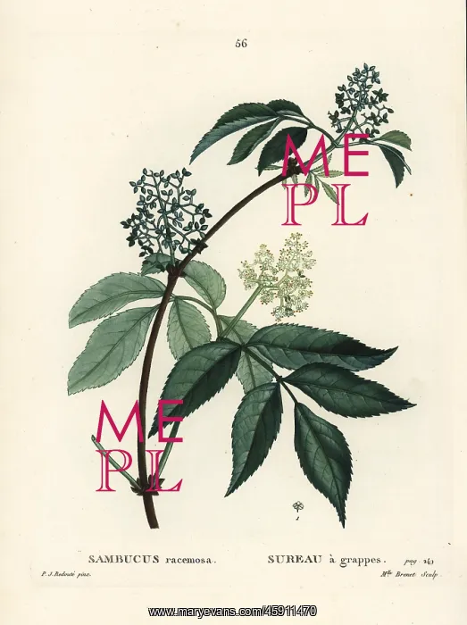 : Red elderberry or red-berried elder, Sambucus racemosa : Red elderberry or red-berried elder, Sambucus racemosa