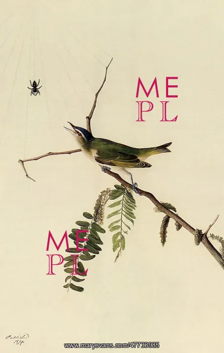  : Red-Eyed Vireo
