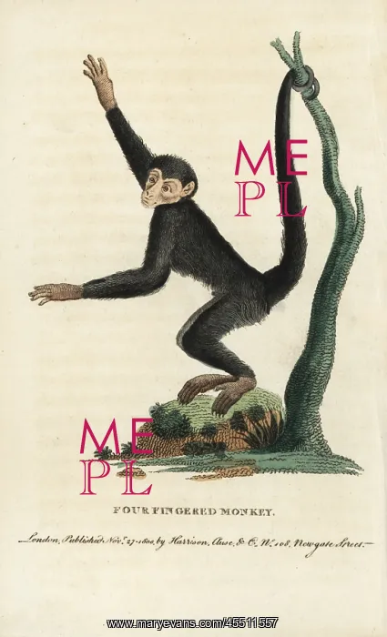 : Red-faced spider monkey, Ateles paniscus : Red-faced spider monkey, Ateles paniscus
