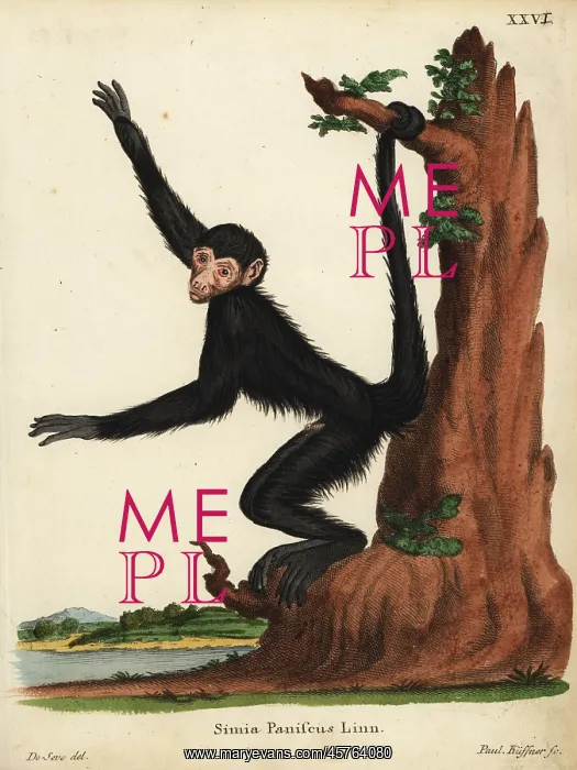 : Red-faced spider monkey, Ateles paniscus. Vulnerable : Red-faced spider monkey, Ateles paniscus. Vulnerable