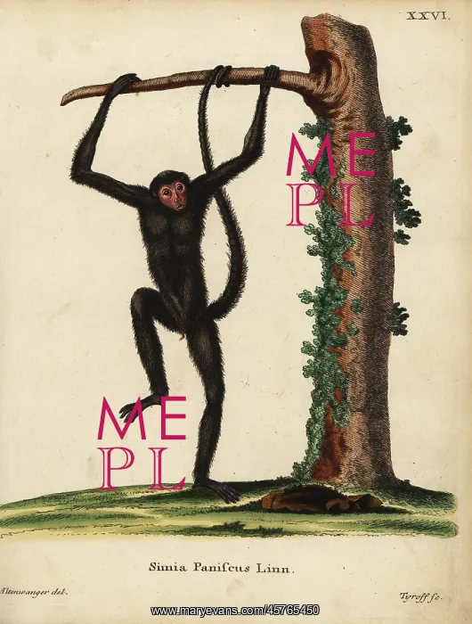 : Red-faced spider monkey, Ateles paniscus. Vulnerable : Red-faced spider monkey, Ateles paniscus. Vulnerable