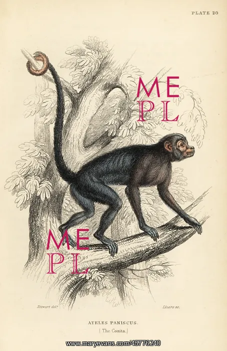 : Red-faced spider monkey, Ateles paniscus : Red-faced spider monkey, Ateles paniscus