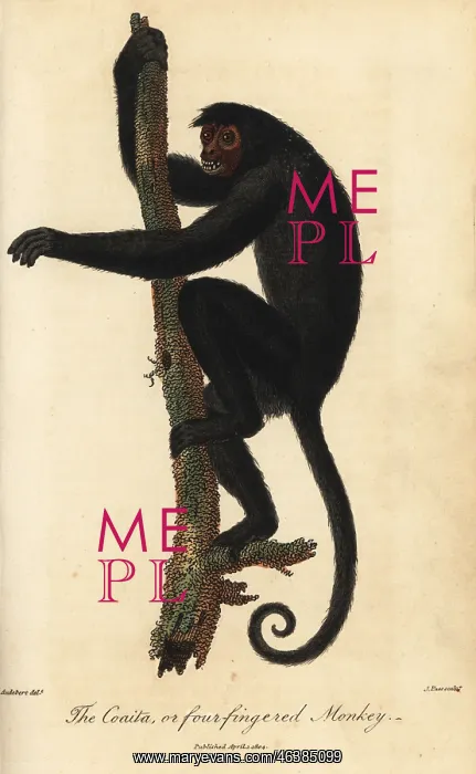 : Red-faced spider monkey, Ateles paniscus : Red-faced spider monkey, Ateles paniscus