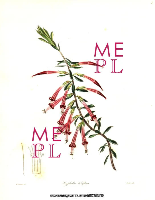 : Red five-corner or crimson styphelia, Styphelia tubiflora : Red five-corner or crimson styphelia, Styphelia tubiflora