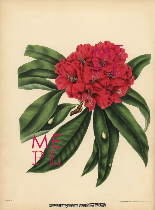 : The red-flowered tree Rhododendron, Danger : The red-flowered tree Rhododendron, Danger
