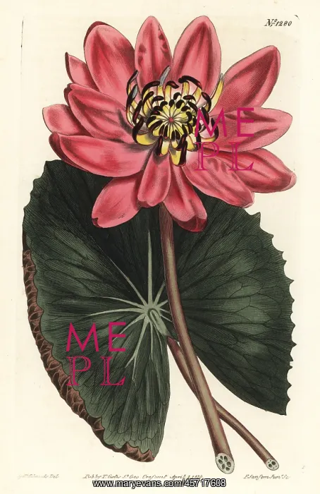 : Red-flowered water lily, Nymphaea rubra : Red-flowered water lily, Nymphaea rubra