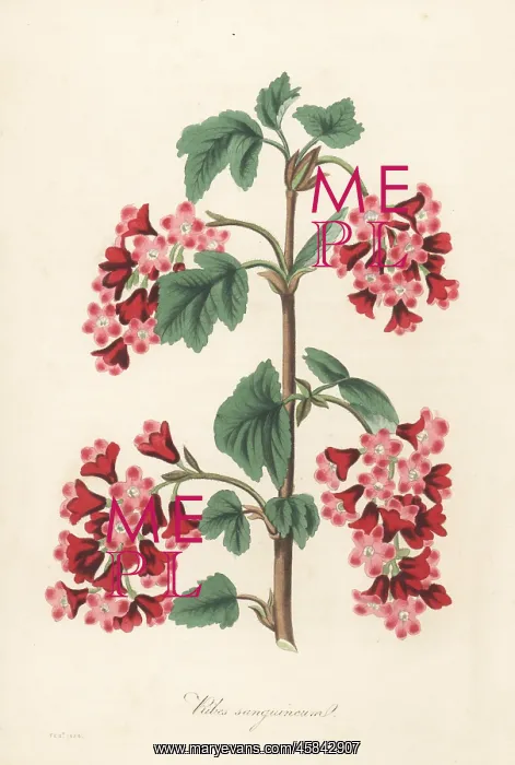 : Red flowering currant, Ribes sanguineum : Red flowering currant, Ribes sanguineum