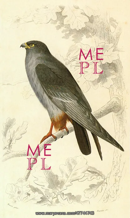  : Red-Footed Falcon (Falco rufipes)