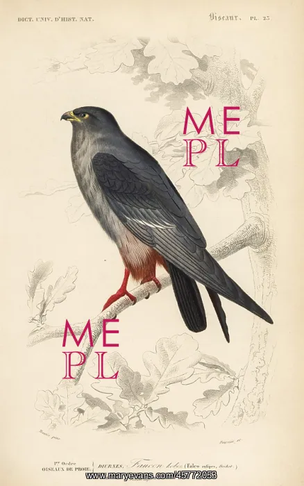 : Red-footed falcon, Falco vespertinus : Red-footed falcon, Falco vespertinus