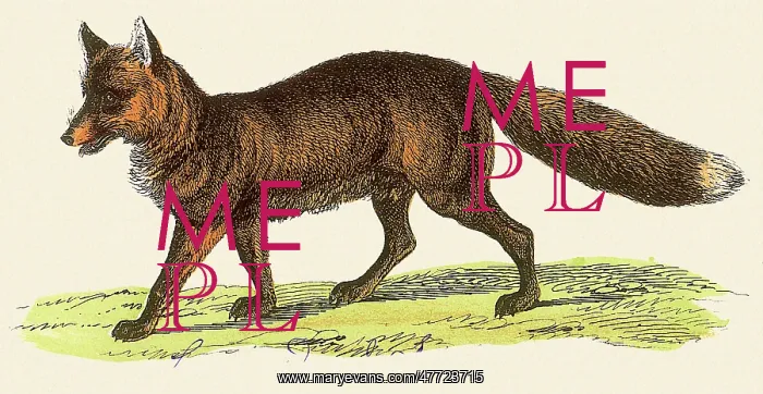  : Red FoX