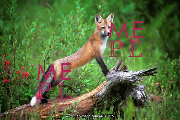  : Red Fox Vulpes Vulpes Standing