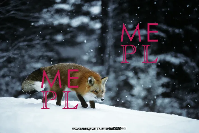 : Red Fox Vulpes Vulpes in Winter Landscape : Red Fox Vulpes Vulpes in Winter Landscape
