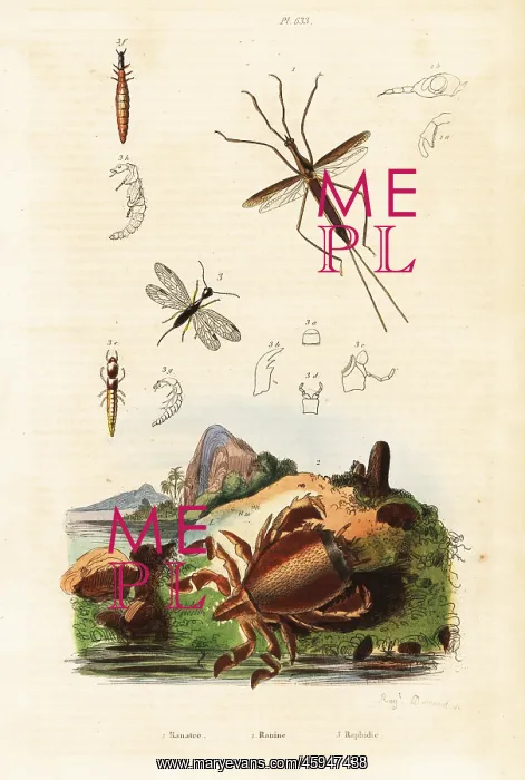 : Red frog crab, snakefly and aquatic bug