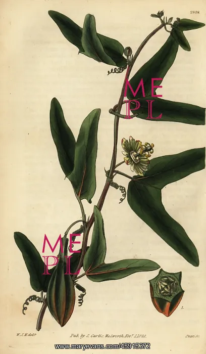 : Red granadilla, Passiflora capsularis : Red granadilla, Passiflora capsularis