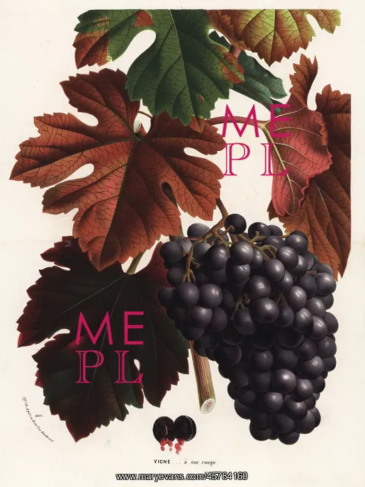 : Red grapes, Vitis vinifera : Red grapes, Vitis vinifera