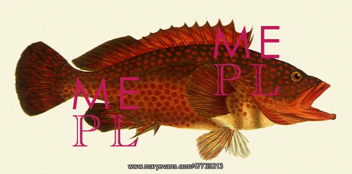  : Red Grouper, Epinephelus akaara