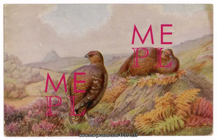  : RED GROUSE