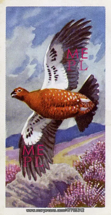  : Red Grouse in flight