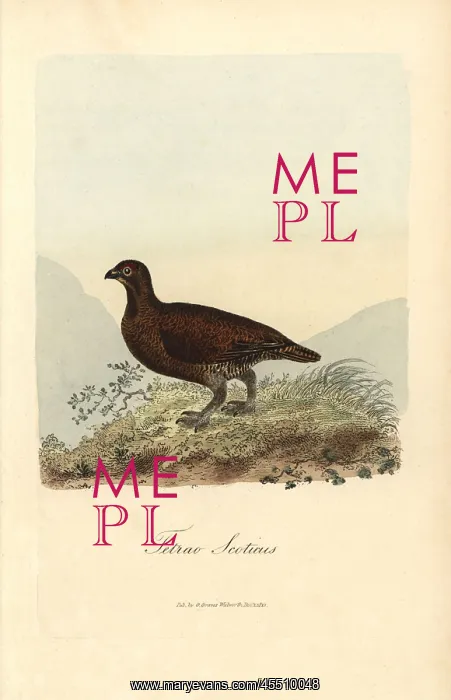 : Red grouse, Lagopus lagopus scoticus : Red grouse, Lagopus lagopus scoticus