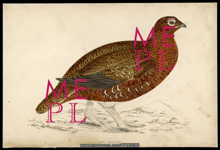  : RED GROUSE (MORRIS)