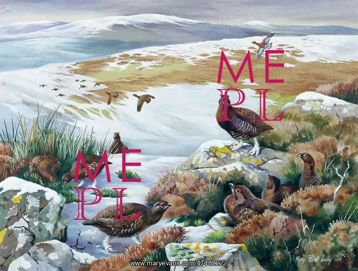  : Red Grouse ' in a snowy landscape
