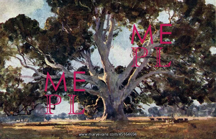 : The Red Gum Tree : The Red Gum Tree