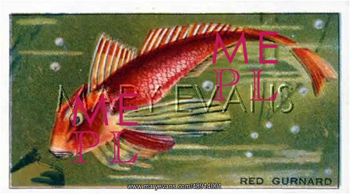 : RED GURNARD / MORRIS CARD : RED GURNARD / MORRIS CARD